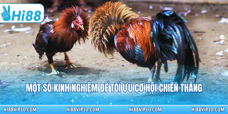 Một số kinh nghiệm để tối ưu cơ hội chiến thắng